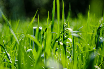 green grass in meadow pasture with blur effect