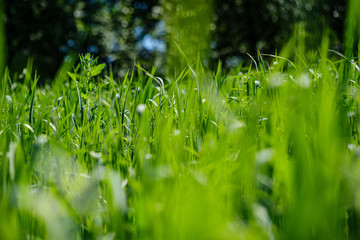 green grass in meadow pasture with blur effect