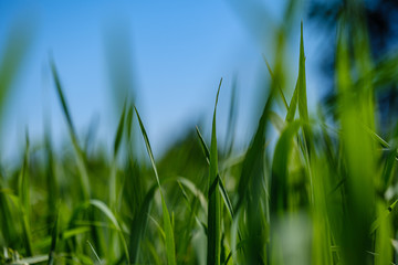 green grass in meadow pasture with blur effect