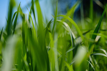 green grass in meadow pasture with blur effect
