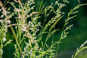 green grass in meadow pasture with blur effect