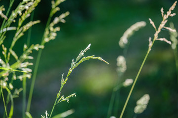 green grass in meadow pasture with blur effect