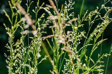 green grass in meadow pasture with blur effect