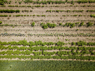 eco gardening, country garden with vegetables, onion, potatos and carrot growing. aerial view