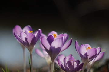 Fototapeta premium Krokus im Morgenlicht