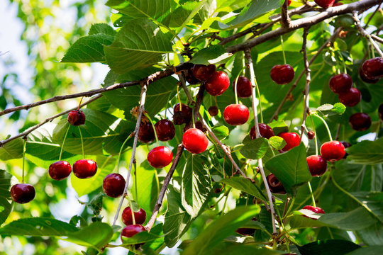red cherry berries hang on green branches