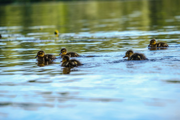 mother duck with small ducklings swimming in river lake water between water lilies