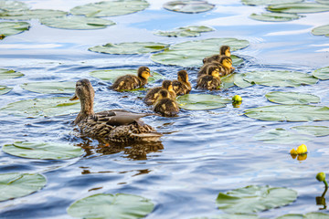 mother duck with small ducklings swimming in river lake water between water lilies