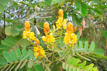 Candle bush (Senna Alata) in the countryside of Oeiras, Piaui (Brazil)