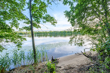 calm summer day evening by the forest lake in forest