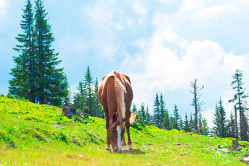 horses in a meadow in the mountains