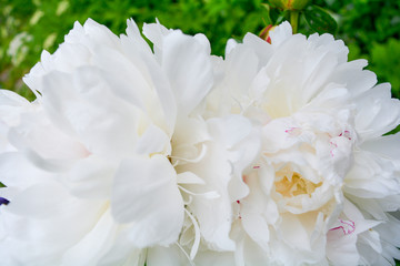 Fototapeta na wymiar Close up beautiful blooming white peony in garden. Fluffy white peon petals