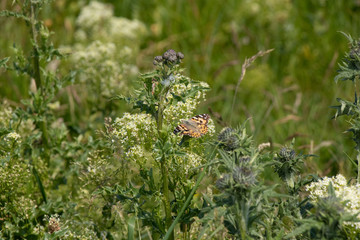 Schmetterling auf Blume