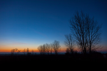 Fototapeta na wymiar Silhouette naked trees stand after sunset with the view of a dark blue sky