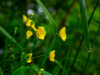 Buttons of gold after a rain.