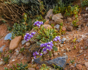 purple flowers on the coast of the atlantic ocean morocco africa