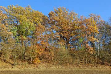 Bäume im Herbst