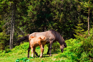 foal and mare graze in a meadow near the forest 