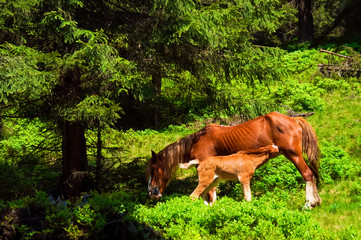 Naklejka premium foal and mare graze in a meadow near the forest 