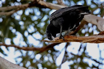 crow