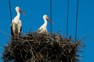 Two European White Stork - Ciconia Ciconia - in nest on top of electric pillar 