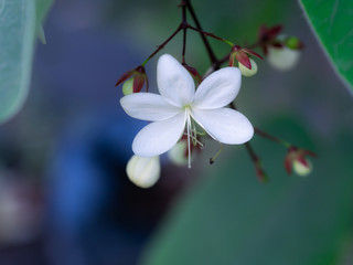 White Nodding-Clerodendron Flowers Suspending
