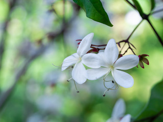 White Nodding-Clerodendron Flowers Suspending