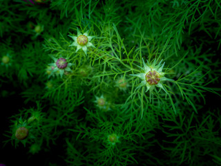 Cosmos Buds Blooming