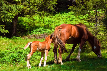 Naklejka na ściany i meble foal and mare graze in a meadow near the forest 