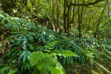 Fototapeta premium Nature Salto Do Prego trailhead at Faial Da Terra, Sao Miguel, Azores