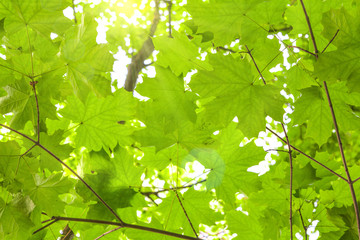 Maple tree branches with fresh green leaves on blue sky with clouds