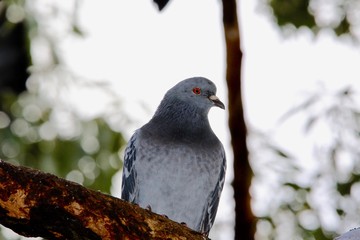 pigeon on branch