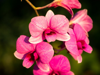 Bouquet of Pink Striped White Dendrobium Orchid Flowers