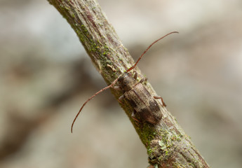 Exocentrus lusitanus on linden twig photographed with high magnificaion
