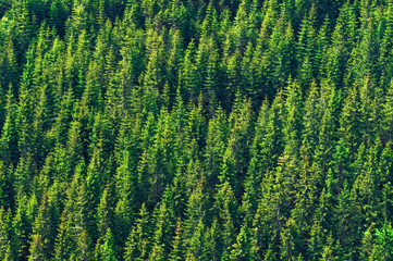 photo of a mountain hill with treetops for the background
