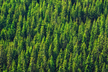 photo of a mountain hill with treetops for the background