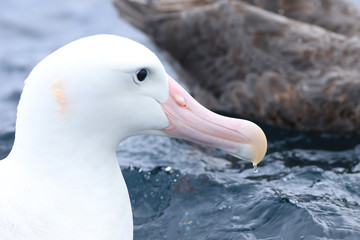 Gibson's Wandering Albatross, Diomedea exulans, portrait