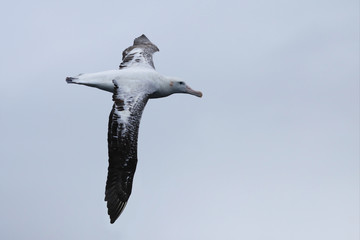 Gibson's Wandering Albatross, Diomedea exulans, gliding