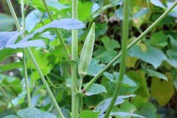Okra on the plant.Okra green on the tree.