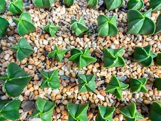 Twist Star Shape Cactus Arranging in Rows