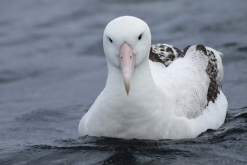 Gibson's Wandering Albatross, Diomedea exulans, close up