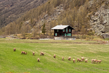 Gran Paradiso NP