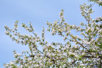 Apple tree branches with pink flowers and buds on the blue sky background