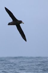 Vertical Northern Giant Petrel, Macronectes halli