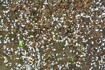 Fallen apple tree flowers petals in garden. White petals on the ground
