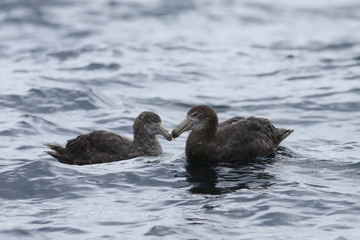 Pair Northern Giant Petrel, Macronectes halli