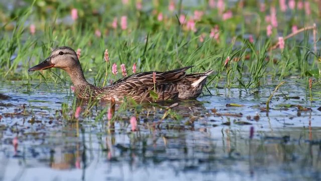 Wild Mallard duck with Ducklings feed in pond, (Anas platyrhynchos).