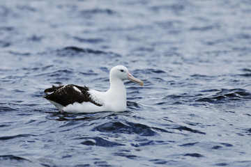 Fototapeta na wymiar Northern Royal Albatross, Diomedea sanfordi, on ocean