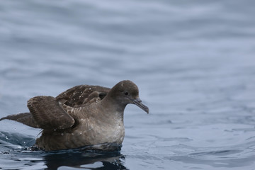 Short-tailed Shearwater, Puffinus tenuirostris, on ocean