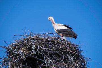  Stork in nest on blue sky background